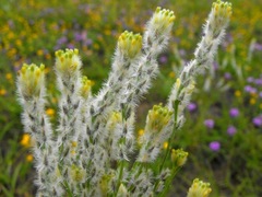 Pimelea trichostachya