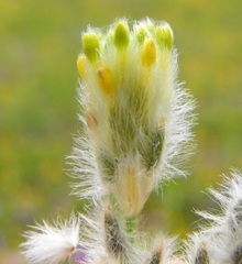 Pimelea trichostachya