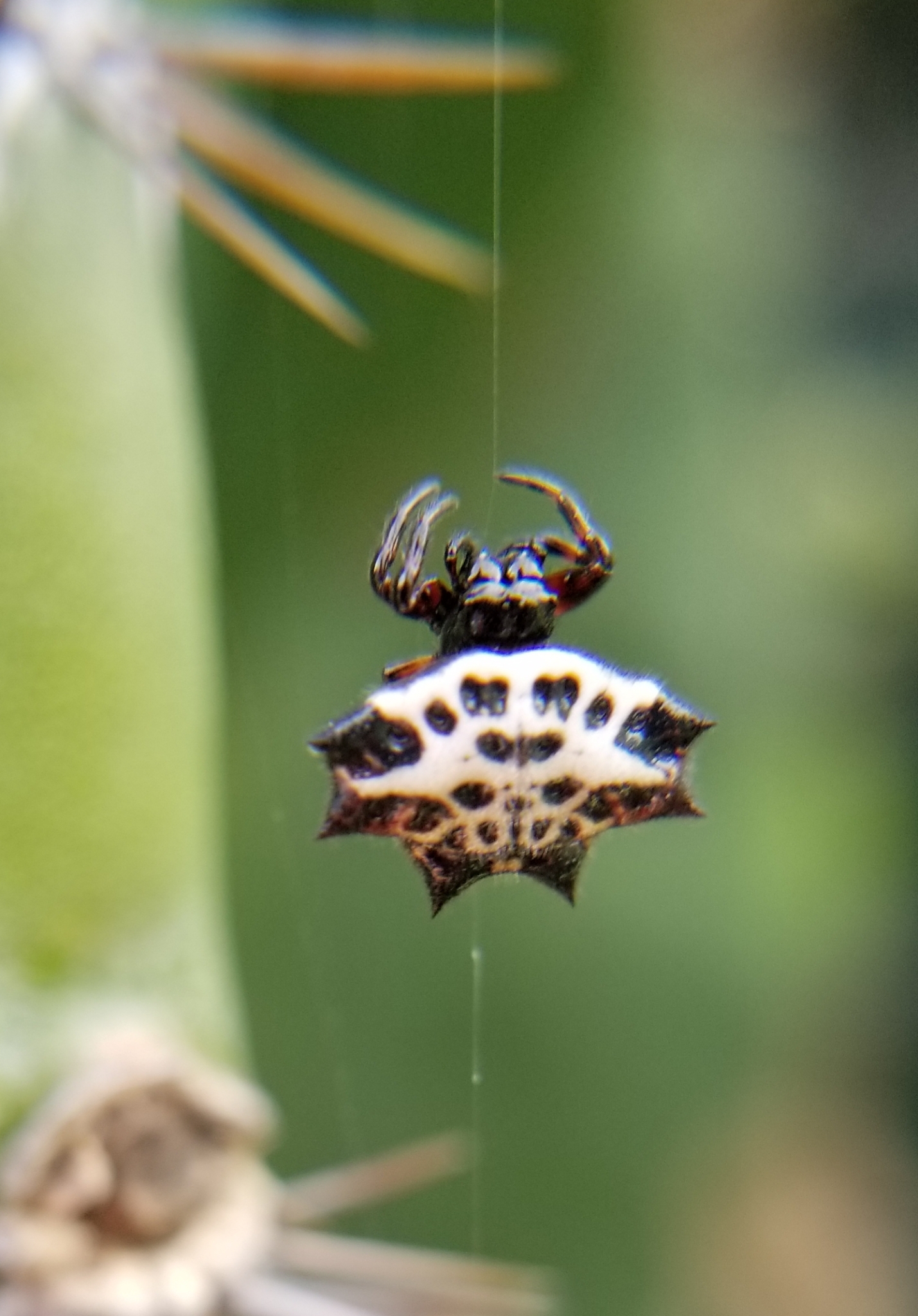 Gasteracantha image