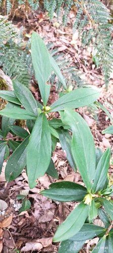 Image of Daphne papyracea by (c) Ramnarayan K, some rights reserved (CC BY)