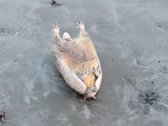 Dasypus novemcinctus
