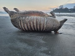 Dasypus novemcinctus