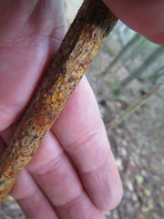 Aurantioporthe corni