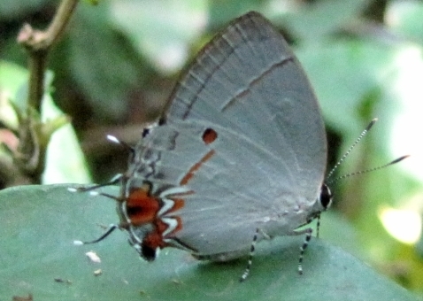 Iaspis castitas