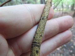 Aurantioporthe corni