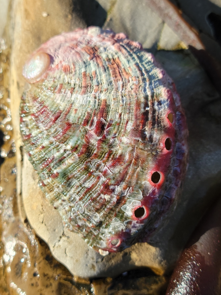Pinto Abalone