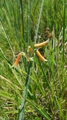 Alstroemeria isabellana