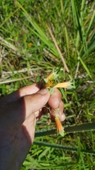 Alstroemeria isabellana