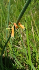 Alstroemeria isabellana
