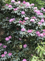 Rhododendron × hybridum