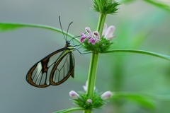 Ithomia agnosia zikani