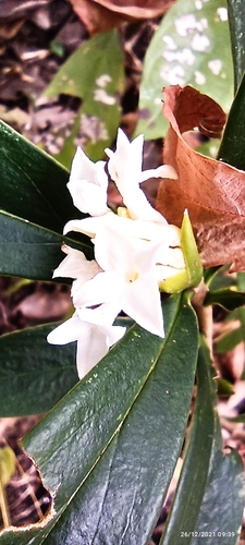 Image of Daphne papyracea by (c) Ramnarayan K, some rights reserved (CC BY)