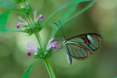 Ithomia agnosia zikani