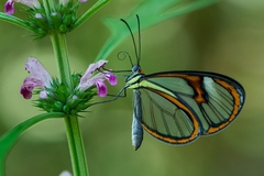 Ithomia agnosia zikani