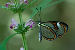 Ithomia agnosia zikani