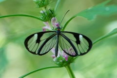 Ithomia agnosia zikani