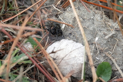 Sosippus mimus