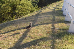 Mimus saturninus modulator