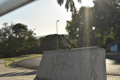 Mimus saturninus modulator