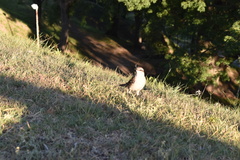 Mimus saturninus modulator