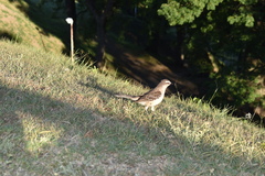 Mimus saturninus modulator