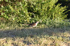 Mimus saturninus modulator