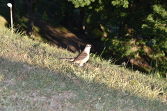 Mimus saturninus modulator