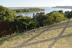 Mimus saturninus modulator