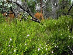 Prostanthera cryptandroides euphrasioides