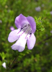 Prostanthera cryptandroides euphrasioides