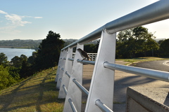 Mimus saturninus modulator