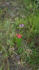 Mandevilla coccinea