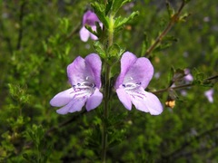 Prostanthera cryptandroides euphrasioides