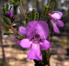 Prostanthera cryptandroides euphrasioides