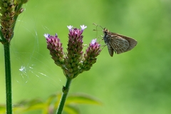 Callimormus interpunctata