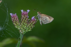 Callimormus interpunctata