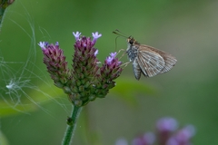 Callimormus interpunctata