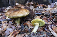 Boletus luridellus image