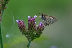 Callimormus interpunctata