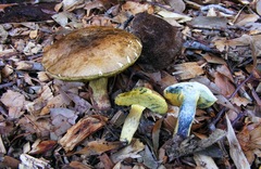 Boletus luridellus image