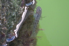 Microgobius gulosus