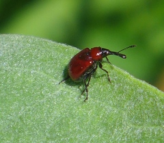 Merhynchites wickhami