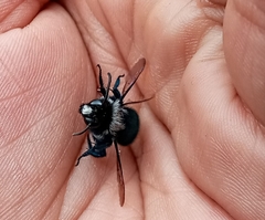 Mesonychium