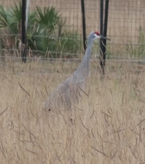 Antigone canadensis pulla