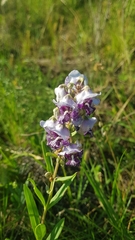 Angelonia integerrima