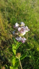 Angelonia integerrima