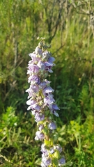 Angelonia integerrima