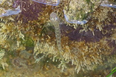 Microgobius gulosus