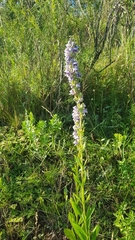 Angelonia integerrima
