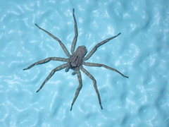 Selenops submaculosus